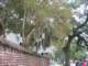 charlestonhistoricdistrict16_small.jpg