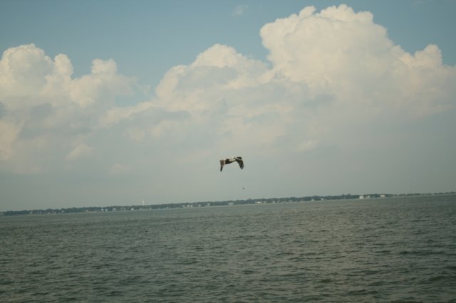 pelican.jpg